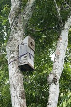 Nesting box for macaws developed by researchers at the Ara-research project