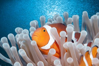 Ocellaris Clownfish or False Percula Clownfish (Amphiprion ocellaris)