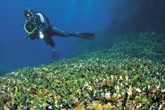 Scuba diver over an algae meadow