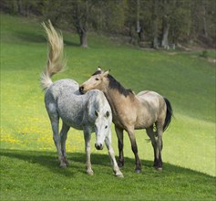 Two horses in a meadow