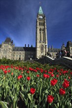 Tulips in front of Peace Tower and Parliament buildings