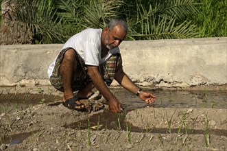 Omani man controlling the irrigation canals in the garden of an oasis