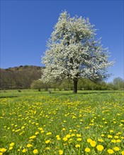 Flowering Pear Tree (Pyrus)