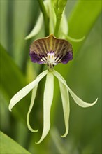 Squid Orchid (Prosthechea cochleata