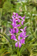 Tropical Orchid (Orchidaceae)