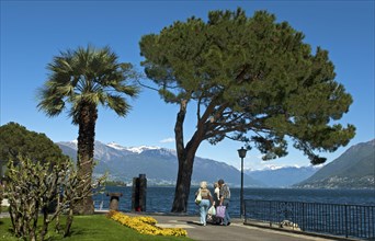 Promenade with palm and pine trees on Lake Maggiore