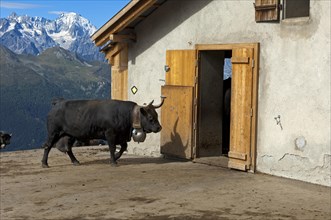 Herens cow entering a stable