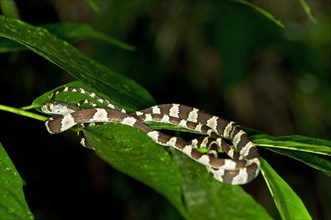 Amazon Basin Tree Snake (Imantodes lentiferus) on leaves