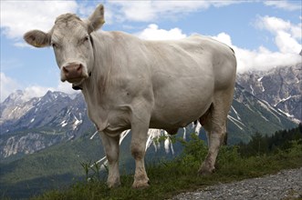 Tyrolese Grey Cattle