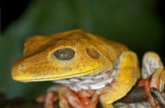 Map Tree Frog (Hypsiboas geographicus)
