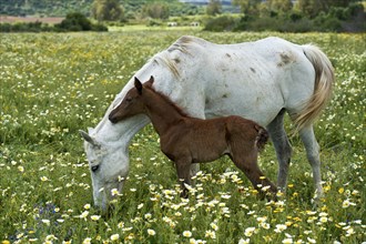 Arabian mare with a newborn foal on a flower meadow