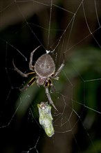 Orb-weaver spider (Eriophora spec.)