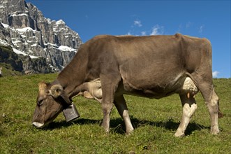 Cow grazing on a pasture