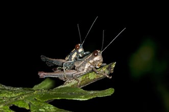 Grasshoppers (Acrididae)