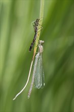 Newly hatched Azure Damselfly (Coenagrion puella)