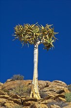 Quiver Tree or Kokerboom (Aloe dichotoma)