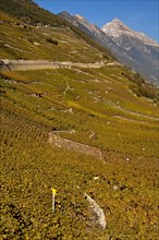 Vineyards alongside the road to Col de la Forclaz mountain pass