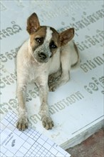 Small dog sitting on a gravestone with Khmer characters which is lying on the ground in a stone cutting factory