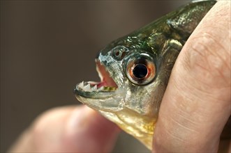 Fingers holding a young Piranha (Pygocentrus sp.)