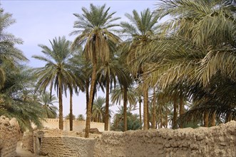 Palm garden in the oasis town of Ghadames
