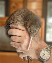 Animal keeper holding young Kiwi (Apteryx) in his hand