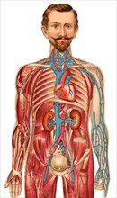 Medical illustration of the human figure