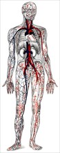 Human blood vessels