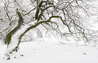 Avenue of snow-covered Dwarf Beeches or Suentel Beeches (Fagus sylvatica var suentelensis)