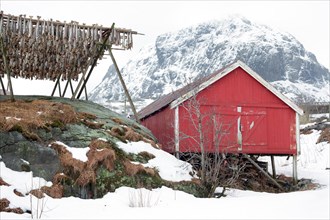 Red fishing hut with a drying rack for stockfish in winter