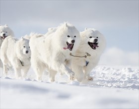 Four white sled dogs