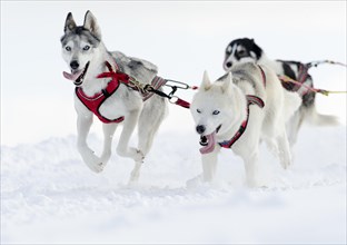Three sled dogs