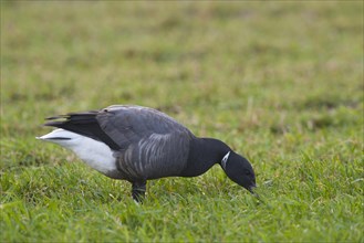 Brent Goose or Brant Goose (Branta bernicla)