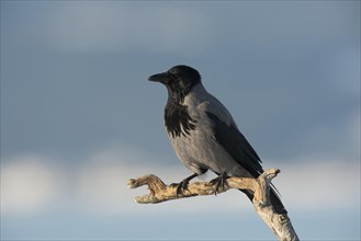 Hooded Crow (Corvus corone cornix)