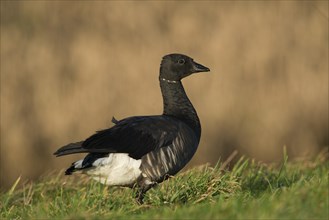 Brant Goose or Brent Goose (Branta bernicla)