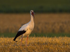 White Stork (Ciconia ciconia)