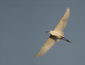 Little Egret (Egretta garzetta) in flight