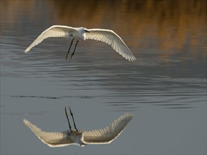 Little Egret (Egretta garzetta) in flight