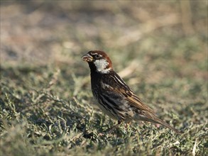 Willow sparrow (Passer hispaniolensis)