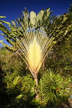 Traveller's Tree or Traveller's Palm (Ravenala madagascariensis)