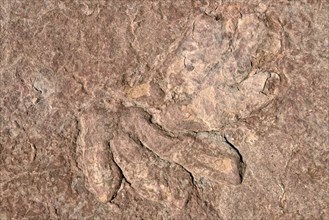 Fossilized footprints of a dinosaur