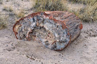 Fragment of a silicified tree trunk