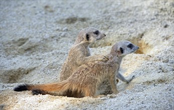 Meerkat (Suricata suricatta) pups playing