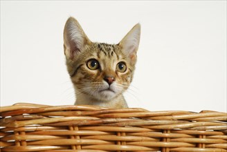 Young Siamese-Bengal crossbreed kitten looking over the edge of a basket