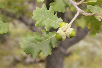 Dwarf Oak (Quercus sp.)