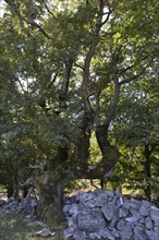 Turkey oak (Quercus cerris)