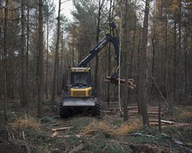 Forestry forwarder harvesting timber