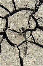 Footprint in dry