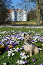 Dog sitting on a meadow with Crocuses (Crocus sp.) in front of Schloss Ahrensburg Castle