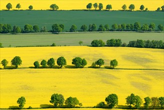 Hedgerow landscape with fields of rapeseed