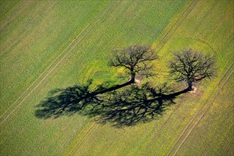 Two oak trees on a field